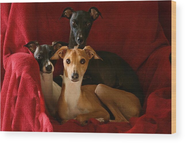 Black And White Wood Print featuring the photograph Italian Greyhound Trio 2 by Angela Rath