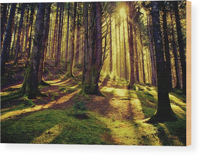Beautiful Morning Wood Print featuring the photograph It's a Beautiful Morning by Bonnie Bruno