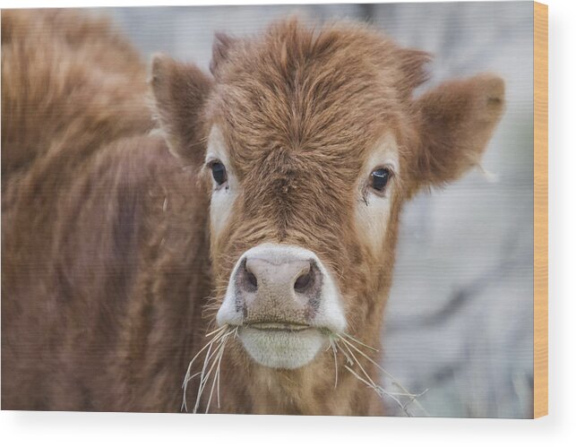 Calf Wood Print featuring the photograph It's Hard to Smile When Your Mouth Is Full by Belinda Greb