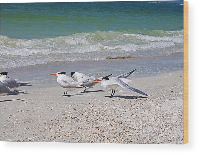 Royal Terns Wood Print featuring the photograph It's Just a Little Gas by Michiale Schneider
