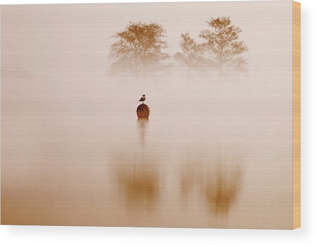  Wood Print featuring the photograph It's Oh So Quiet by Roeselien Raimond
