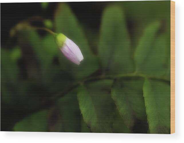 Flower Wood Print featuring the photograph It's Time by Mike Eingle