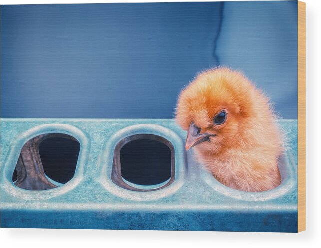 Chicks Wood Print featuring the photograph Iz In Da Feeder. by TC Morgan