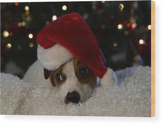 Jack Russel Christmas Wood Print featuring the photograph Jack Russel Christmas by Ann Bridges