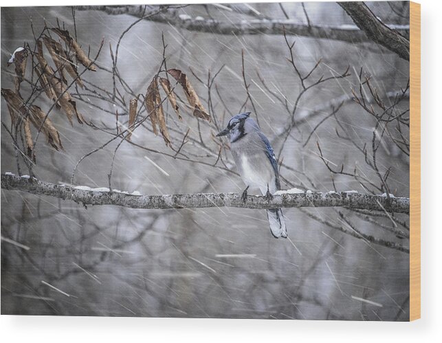 Snow Wood Print featuring the photograph January Blue Jay by Angie Rea