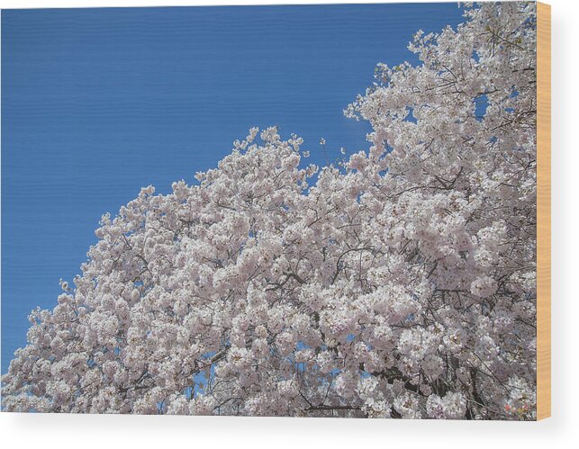 Scenic Wood Print featuring the photograph Japanese Cherry Tree Blossoms on the Tidal Basin DS0081 by Gerry Gantt