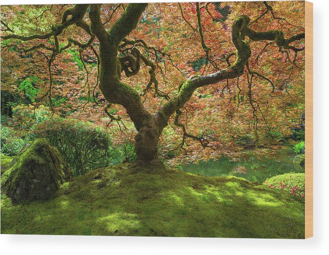 Japanese Wood Print featuring the photograph Japanese Maple Tree Bathed in Sunlight by David Gn