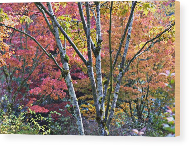 Japanese Maple Tress Wood Print featuring the photograph Japanese Maples in Full Color by Vicki Hone Smith