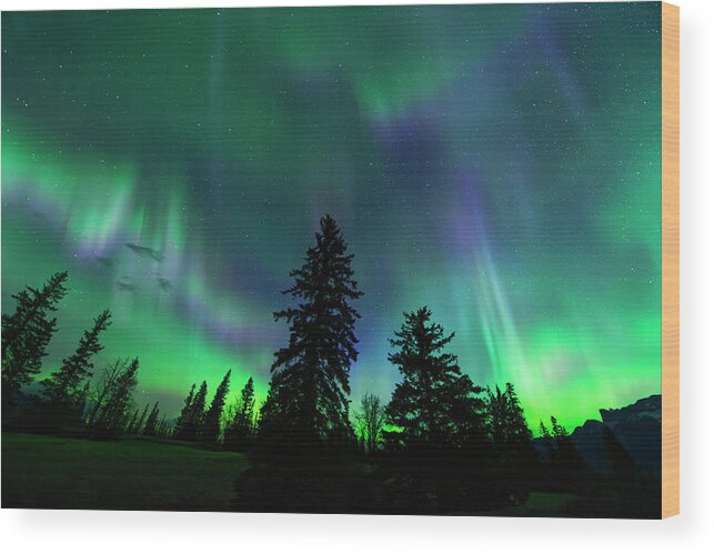 Aurora Borealis Wood Print featuring the photograph Jasper National Park Aurora by Dan Jurak