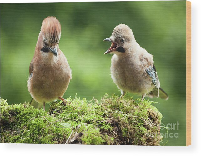 Bird Wood Print featuring the photograph Jay bird mother with young chick by Simon Bratt