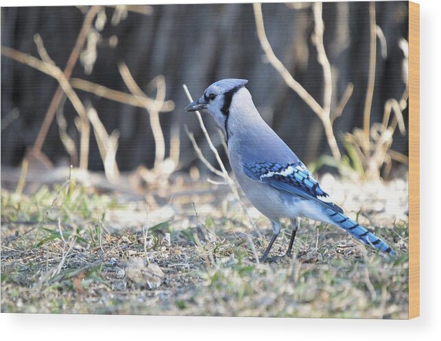 Animal Wood Print featuring the photograph Jay Walkin by Bonfire Photography