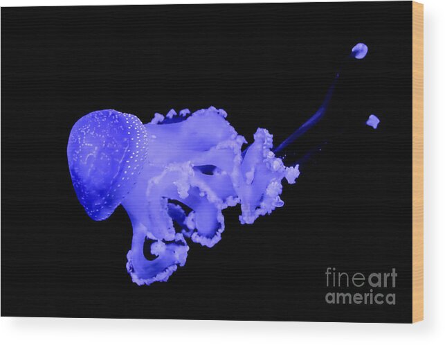 Jellyfish Wood Print featuring the photograph Jellyfish by Amanda Mohler