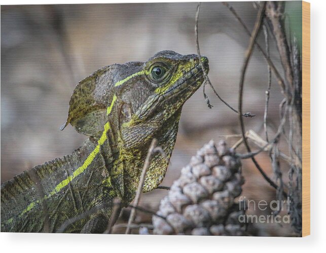 Basilisk Wood Print featuring the photograph Jesus Lizard #2 by Tom Claud