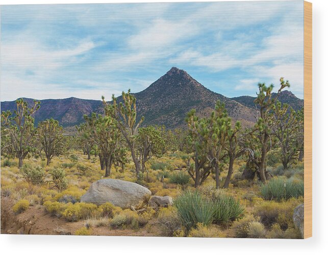 Joshua Tree Forest Wood Print featuring the photograph Joshua Tree Forest by Bonnie Follett
