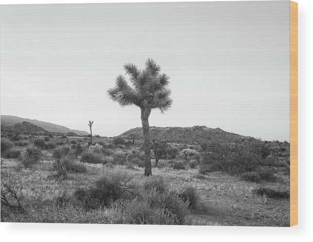 Joshua Tree Wood Print featuring the photograph Joshua Tree in Black and White by Alison Frank