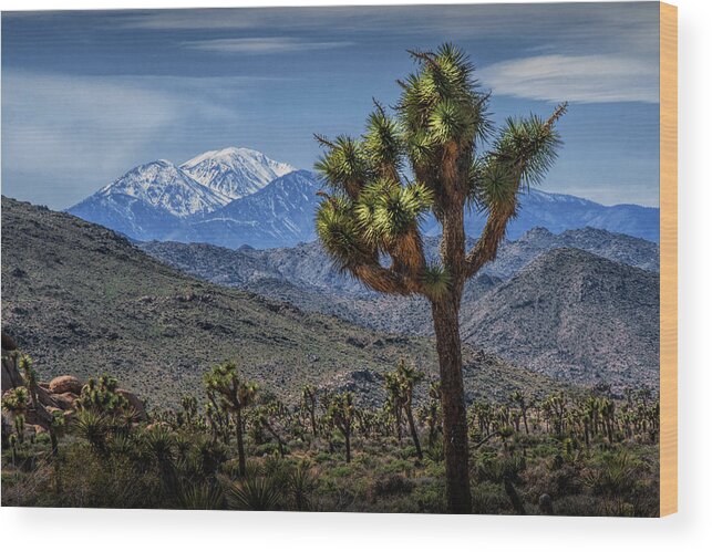 California Wood Print featuring the photograph Joshua Tree in Joshua Park National Park with the Little San Bernardino Mountains in The Background by Randall Nyhof