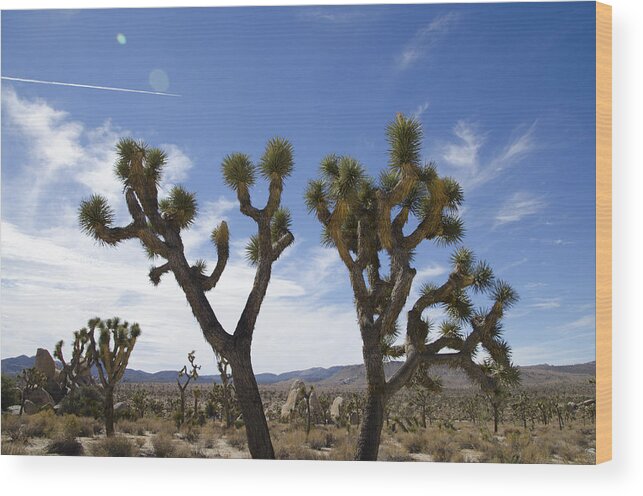 Joshua Tree Wood Print featuring the photograph Joshua Tree With jetstream by Erik Burg