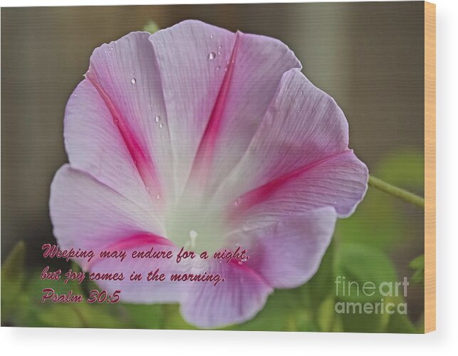 Morning Glories Wood Print featuring the photograph Joy Comes In The Morning by Barbara Dean