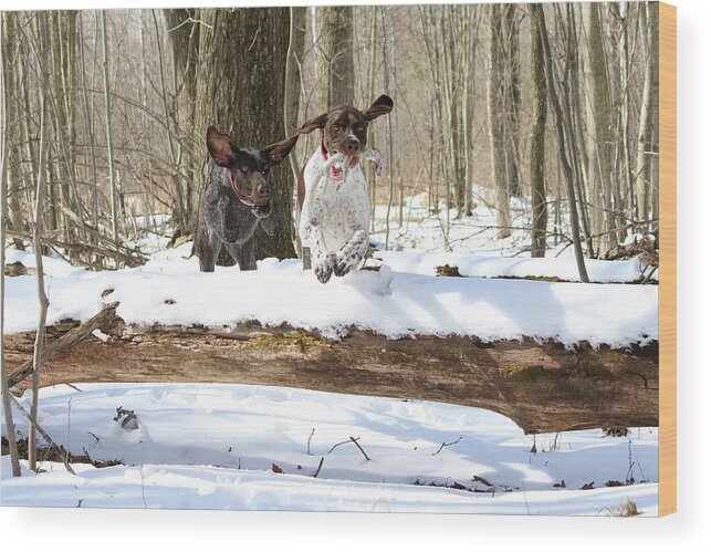 Dog Wood Print featuring the photograph Jump Together by Brook Burling