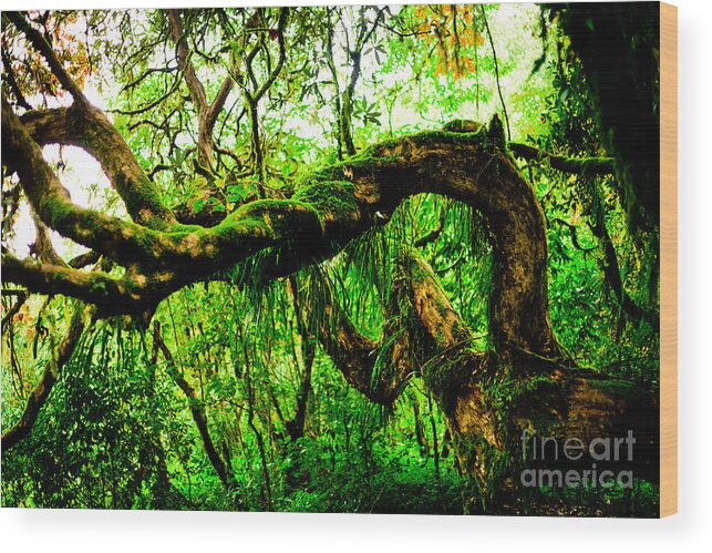 Annapurna Wood Print featuring the photograph Jungle forest Himalayas mountain NEPAL by Raimond Klavins