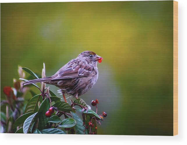 Marnie Wood Print featuring the photograph Just a Little Bird by Marnie Patchett