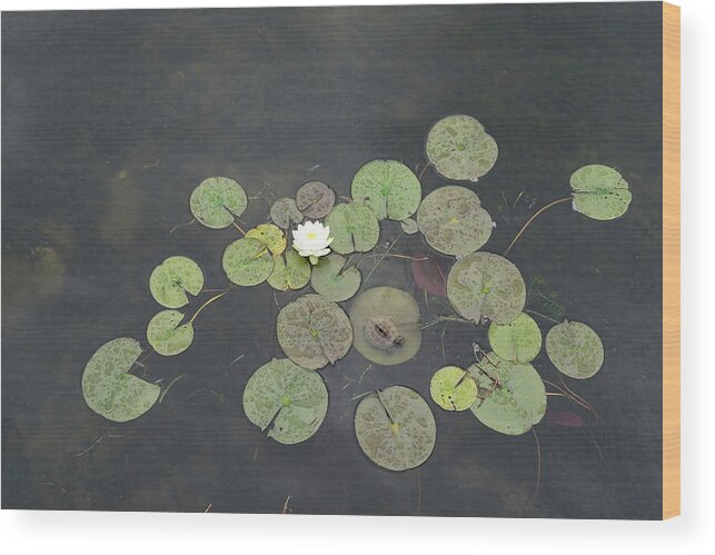 Georgia Mizuleva Wood Print featuring the photograph Just Chillin - A Little Turtle Relaxing on a Waterlily Leaf by Georgia Mizuleva