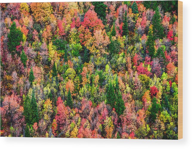 Nature Wood Print featuring the photograph Just in Time by Chad Dutson
