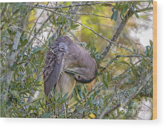 Herons Wood Print featuring the photograph Juvenile Black Crowned Night Heron Preening by DB Hayes