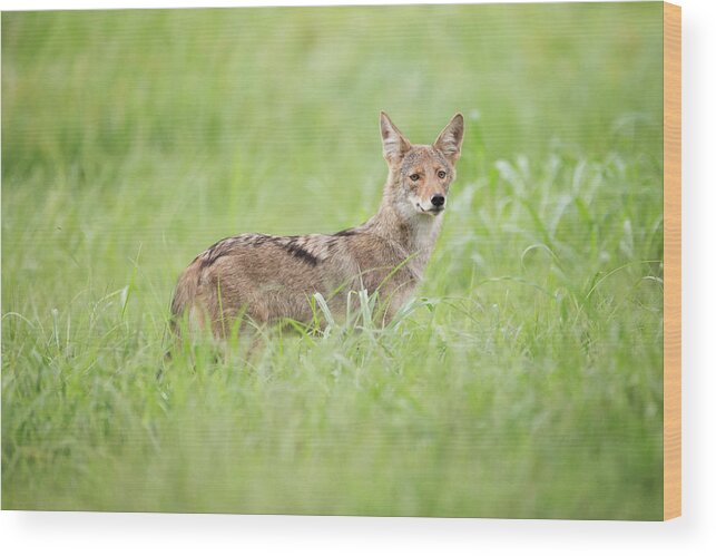 Coyote Wood Print featuring the photograph Juvenile Coyote by Eilish Palmer