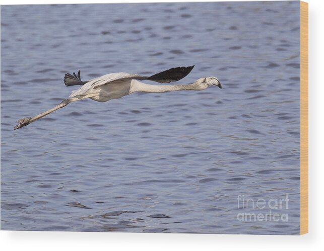 Animalia Wood Print featuring the photograph Juvenile Flamingo Taking Off by Jivko Nakev