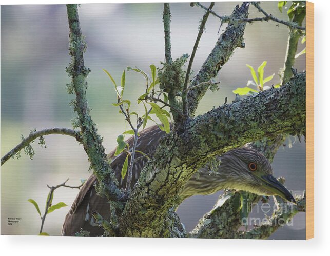 Nature Wood Print featuring the photograph Juvenile Black Crown Night Heron Hiding by DB Hayes