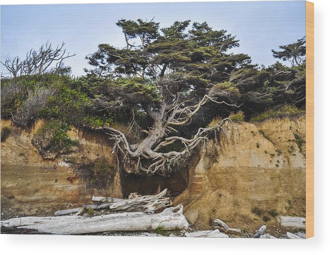 Lone Wood Print featuring the photograph Kalaloch Hanging Tree by Pelo Blanco Photo