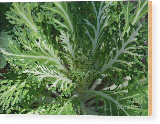 Kale Wood Print featuring the photograph Kale by Maria Urso