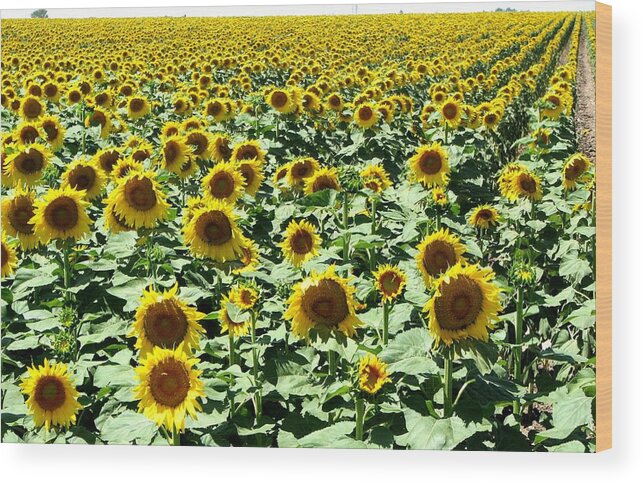 Sunflowers Wood Print featuring the photograph Kansas Sunflower Field by Keith Stokes