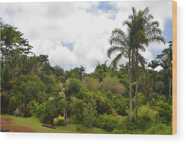 Kauai Wood Print featuring the photograph Kauai Hindu Monastery Greenery 1 by Amy Fose