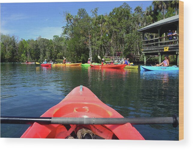 Kayaking For Manatees Wood Print featuring the photograph Kayaking for Manatees by David Lee Thompson