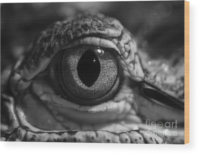 American Alligator Wood Print featuring the photograph Keeping an Eye on You by Jim Corwin