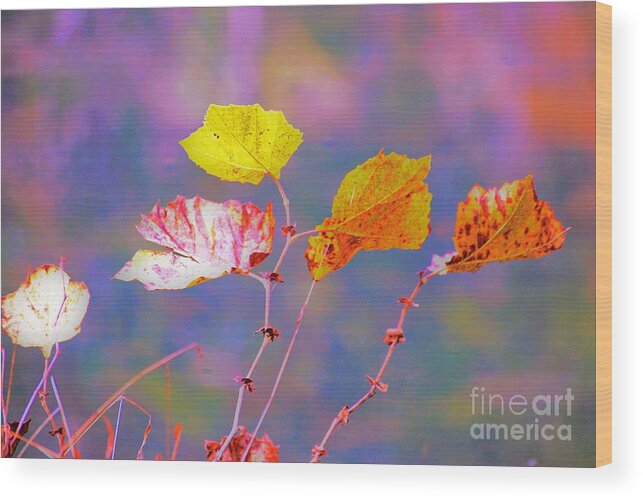 Kentucky Wood Print featuring the photograph Kentucky Leaves by Merle Grenz
