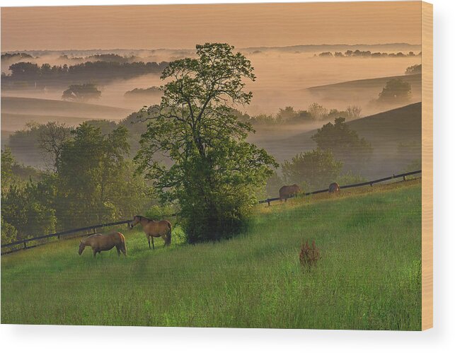 2016-05-22 Wood Print featuring the photograph Kentucky morning sunshine. by Ulrich Burkhalter