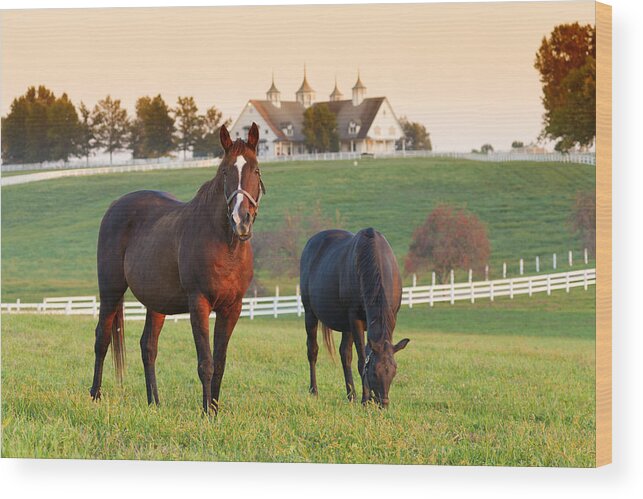 Farm Wood Print featuring the photograph Kentucky Pride by Alexey Stiop