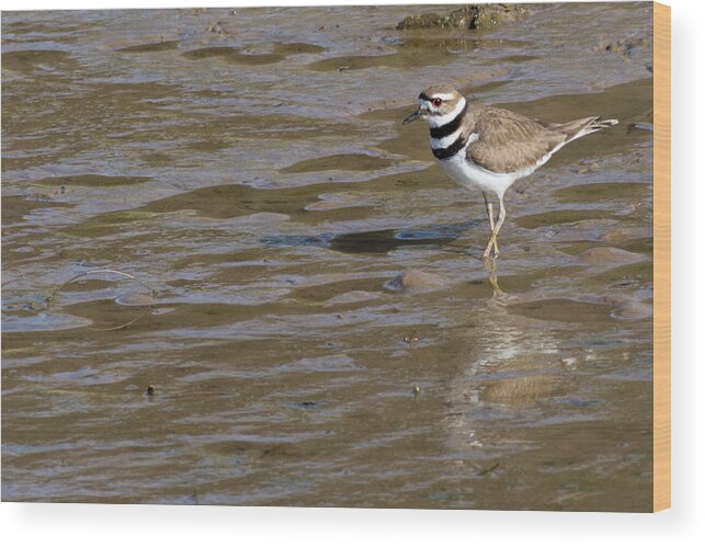 Wildlife Wood Print featuring the photograph Killdeer Hunting by John Benedict