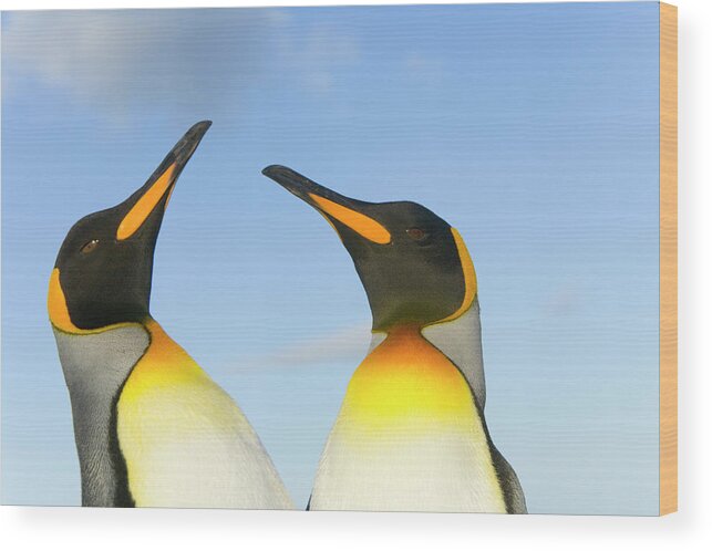 00345350 Wood Print featuring the photograph King Penguins Interacting by Yva Momatiuk John Eastcott