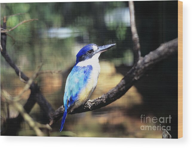 Animal Art Wood Print featuring the photograph Kingfisher by Dave Fleetham - Printscapes