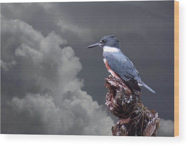 Bird Wood Print featuring the photograph Kingfisher Stormy Background by Rosalie Scanlon