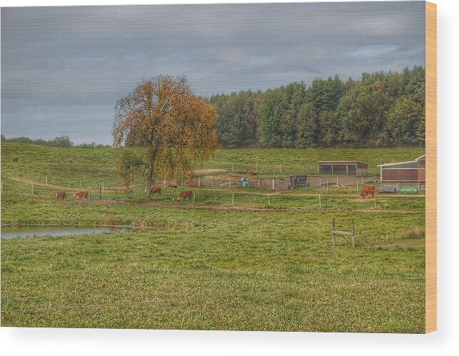 Cows Wood Print featuring the photograph 1002 - Kingston Road Cows by Sheryl L Sutter