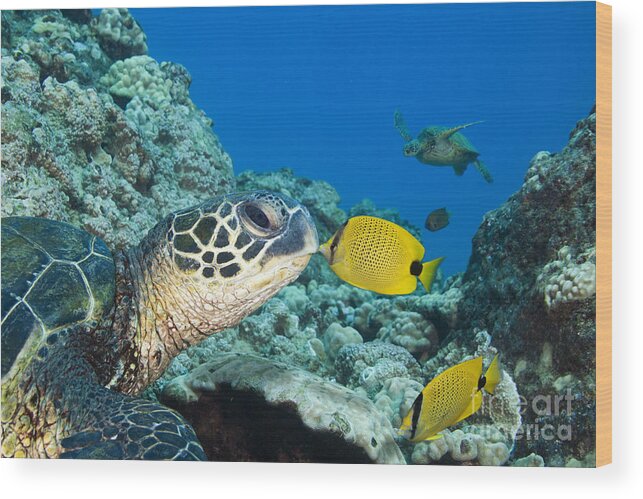 Animal Art Wood Print featuring the photograph Kiss a Turtle by Dave Fleetham - Printscapes