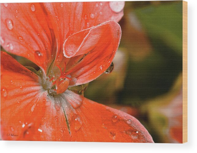 Flower Wood Print featuring the photograph Kissed By The Rain by Christopher Holmes
