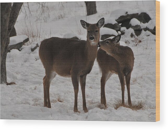 Deer Wood Print featuring the photograph Kissing One Dear by Mike Martin
