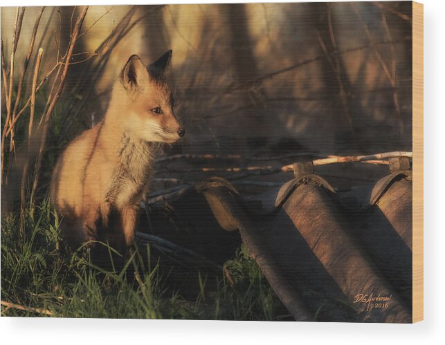 Fox Wood Print featuring the photograph Kit fox sunset by Don Anderson