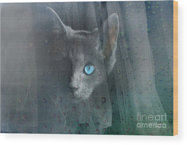 Blue Wood Print featuring the photograph Kitty at the Window by Chris Armytage